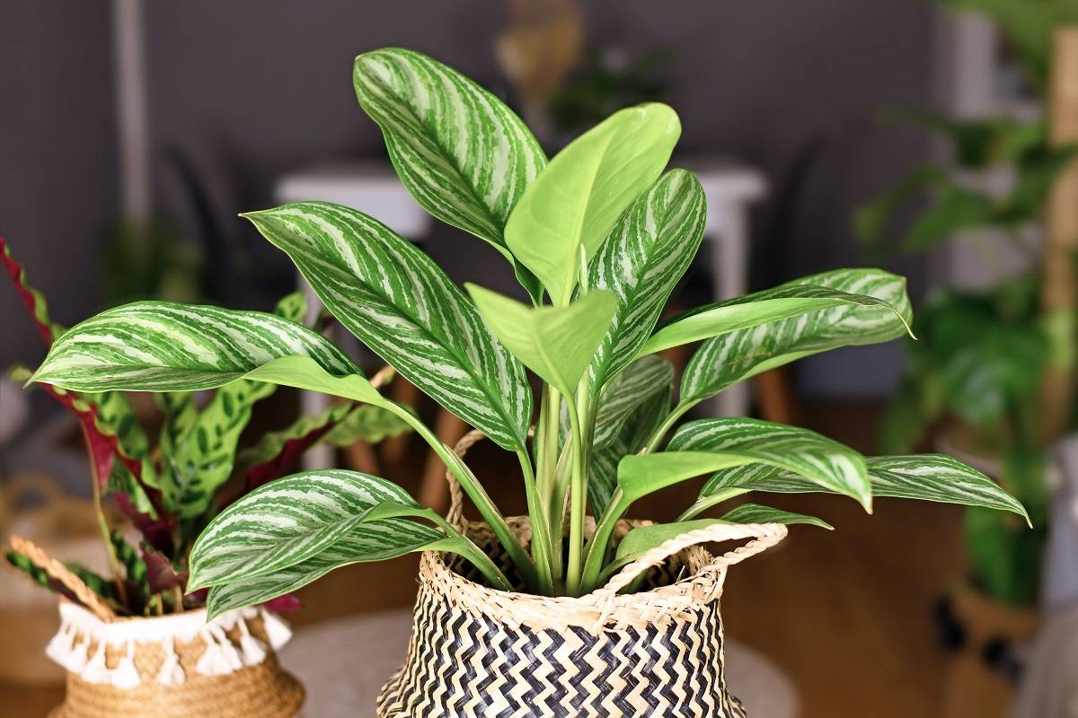 aglaonema pokojovka