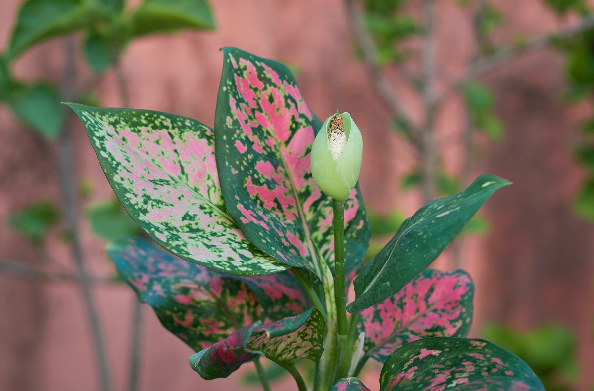 kvetoucí aglaonema