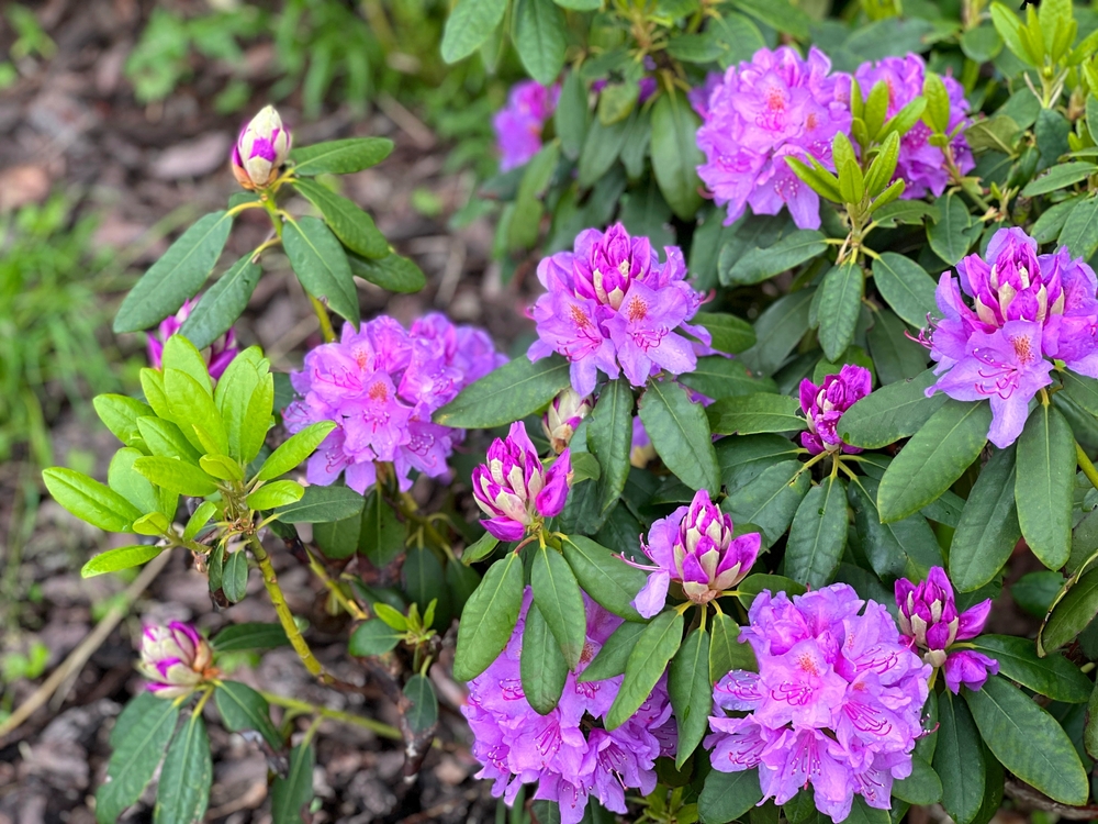 fialový rododendron