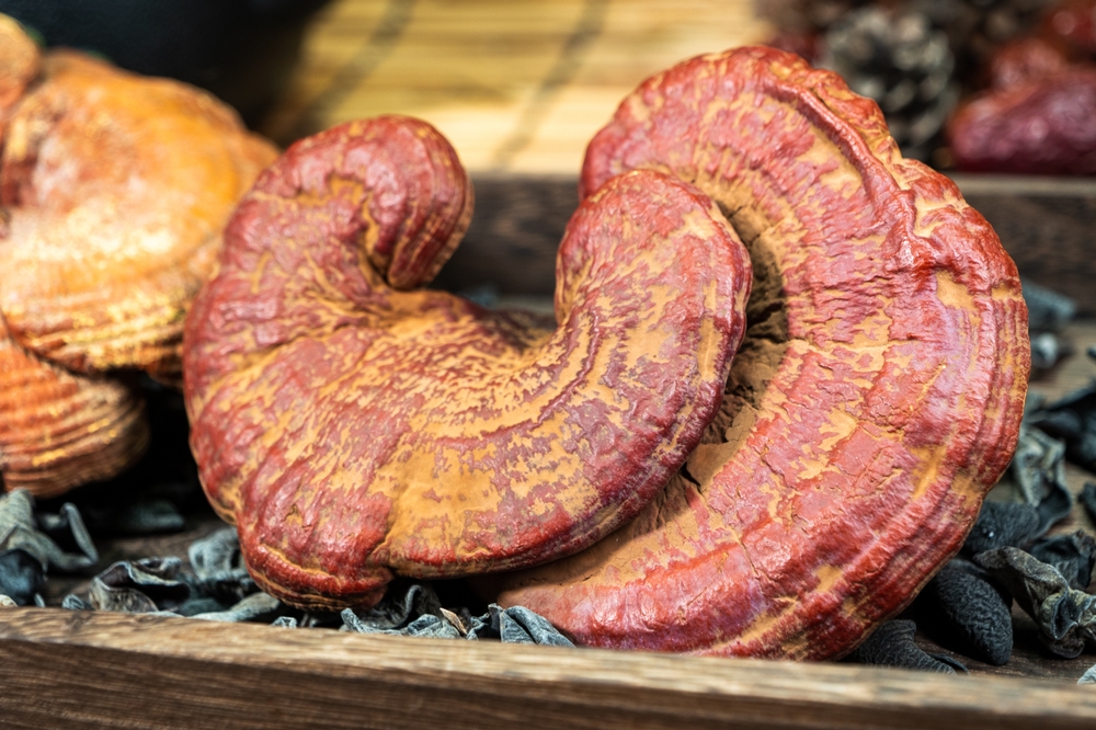 reishi