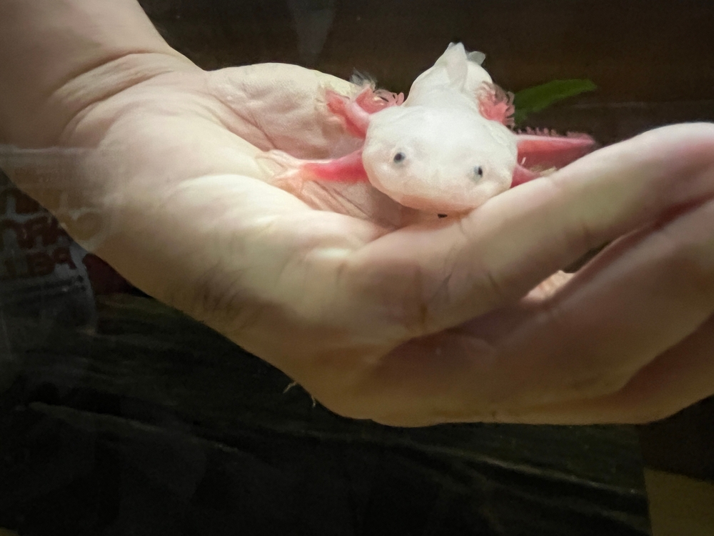 axolotl na ruce