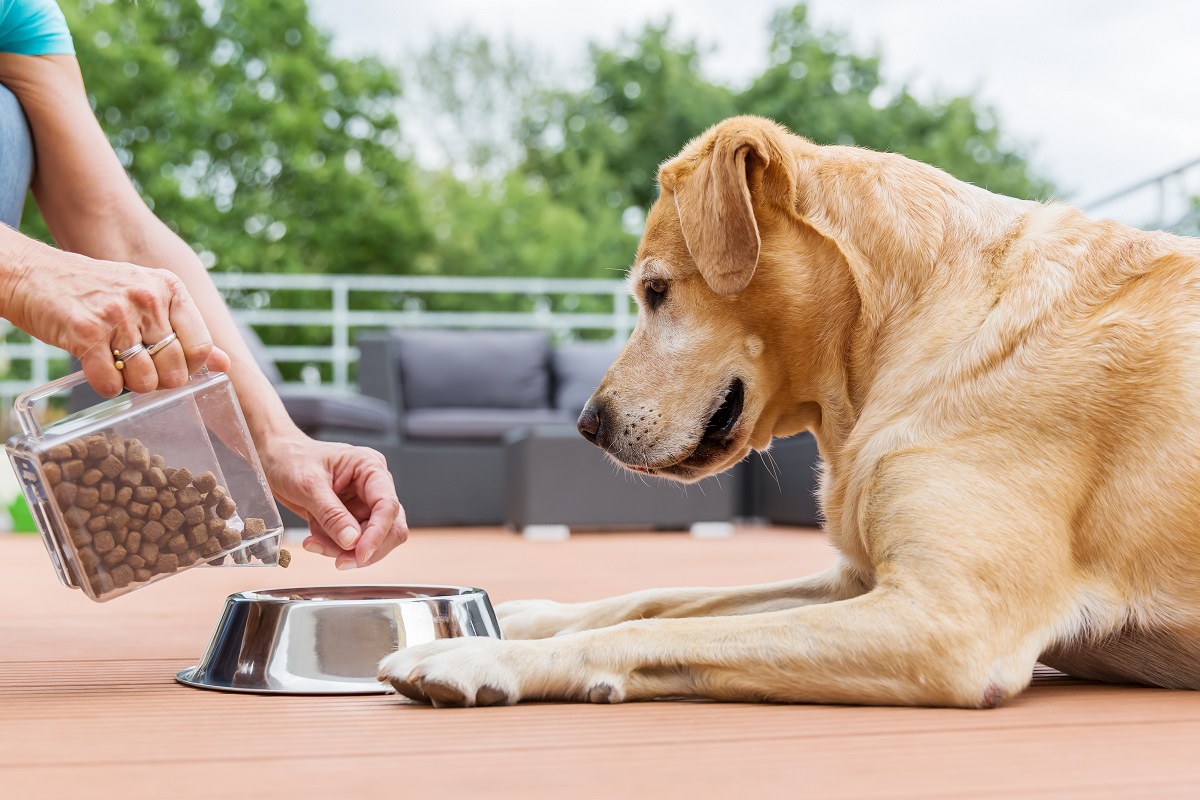 labrador a granule