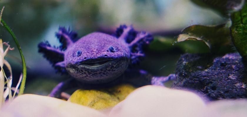 usmívající se axolotl