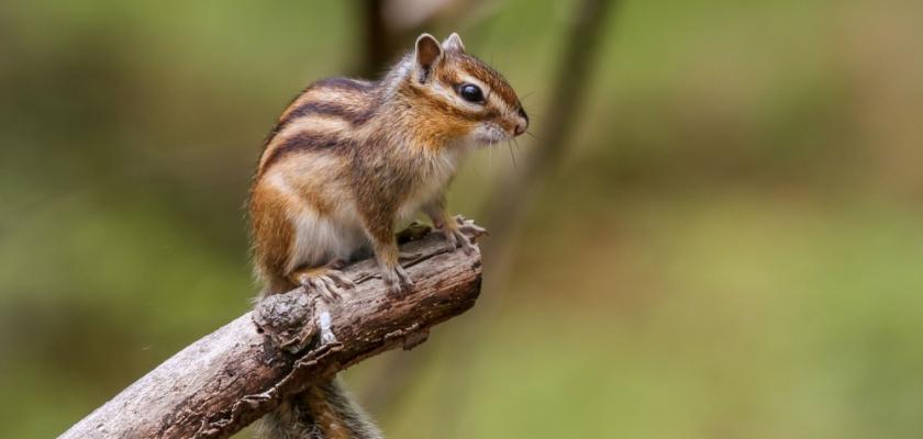 sibiřský chipmunk