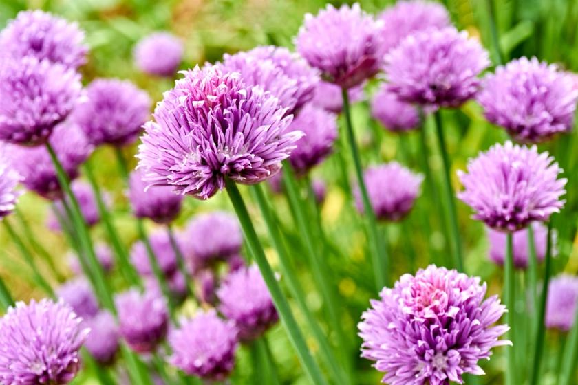 fialové květy pažitky