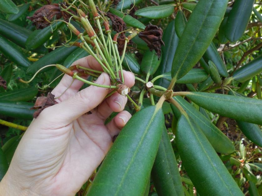 odkvetlý rododendron