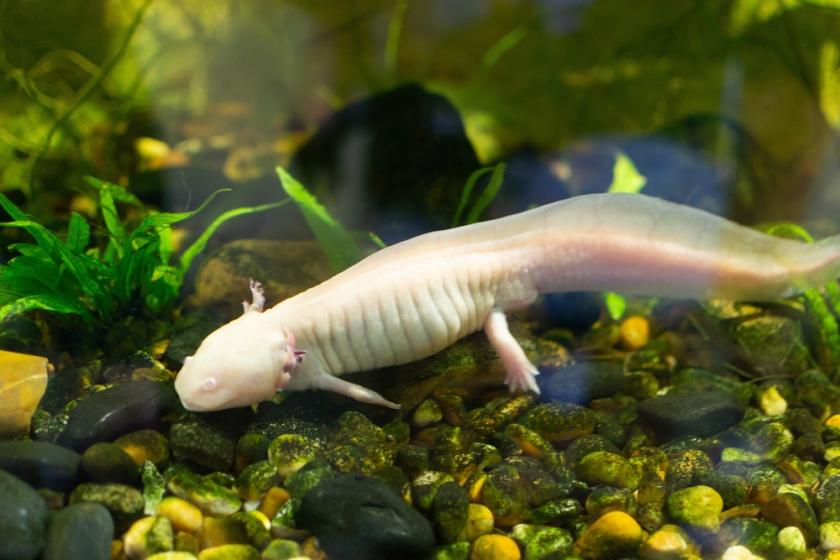 axolotl ve vodě